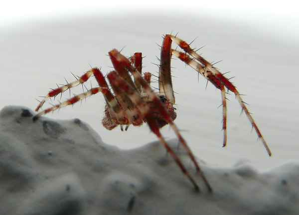 Rote Spinne!!