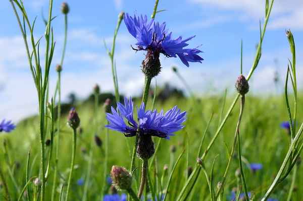 Kornblumen