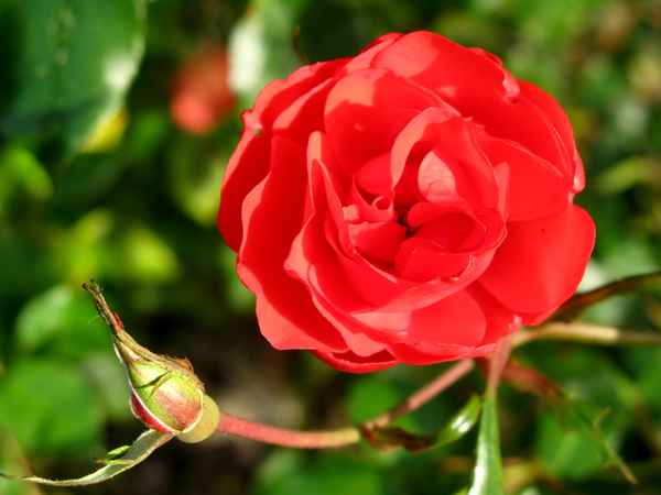 Rot ist die Farbe der Rose