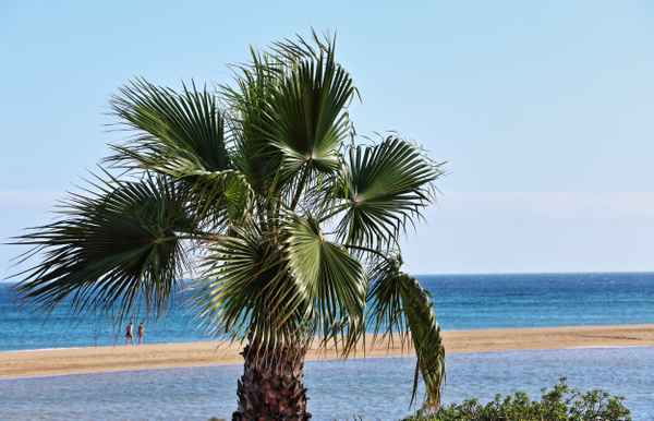 Palme am Strand - Urlaub am Meer