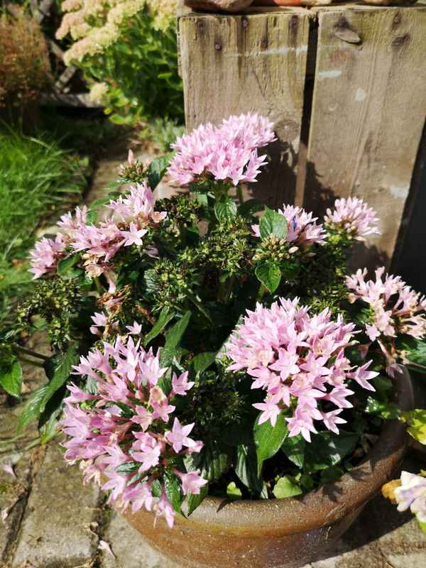 Sommerblume
