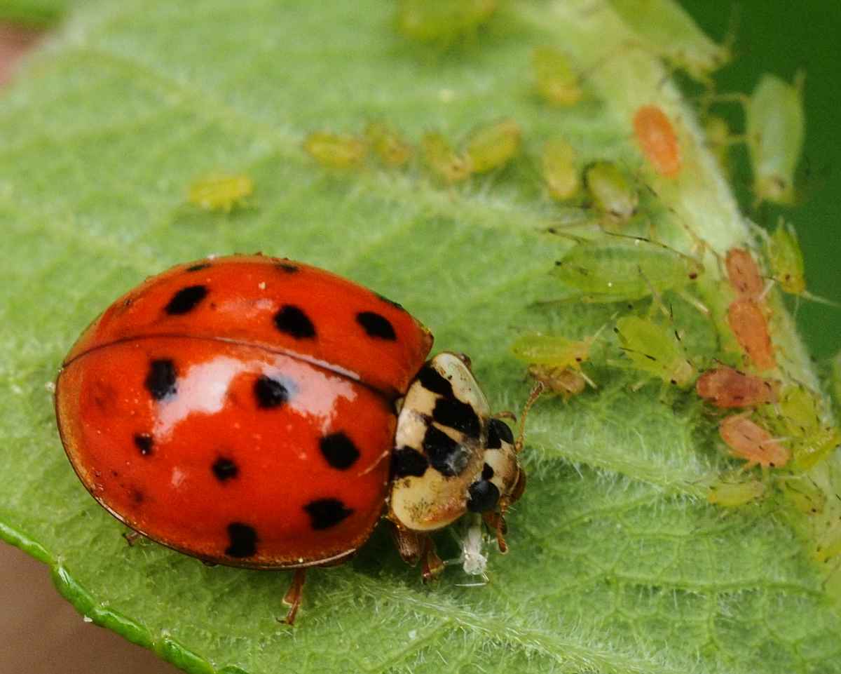 marienkäfers schlaraffenland