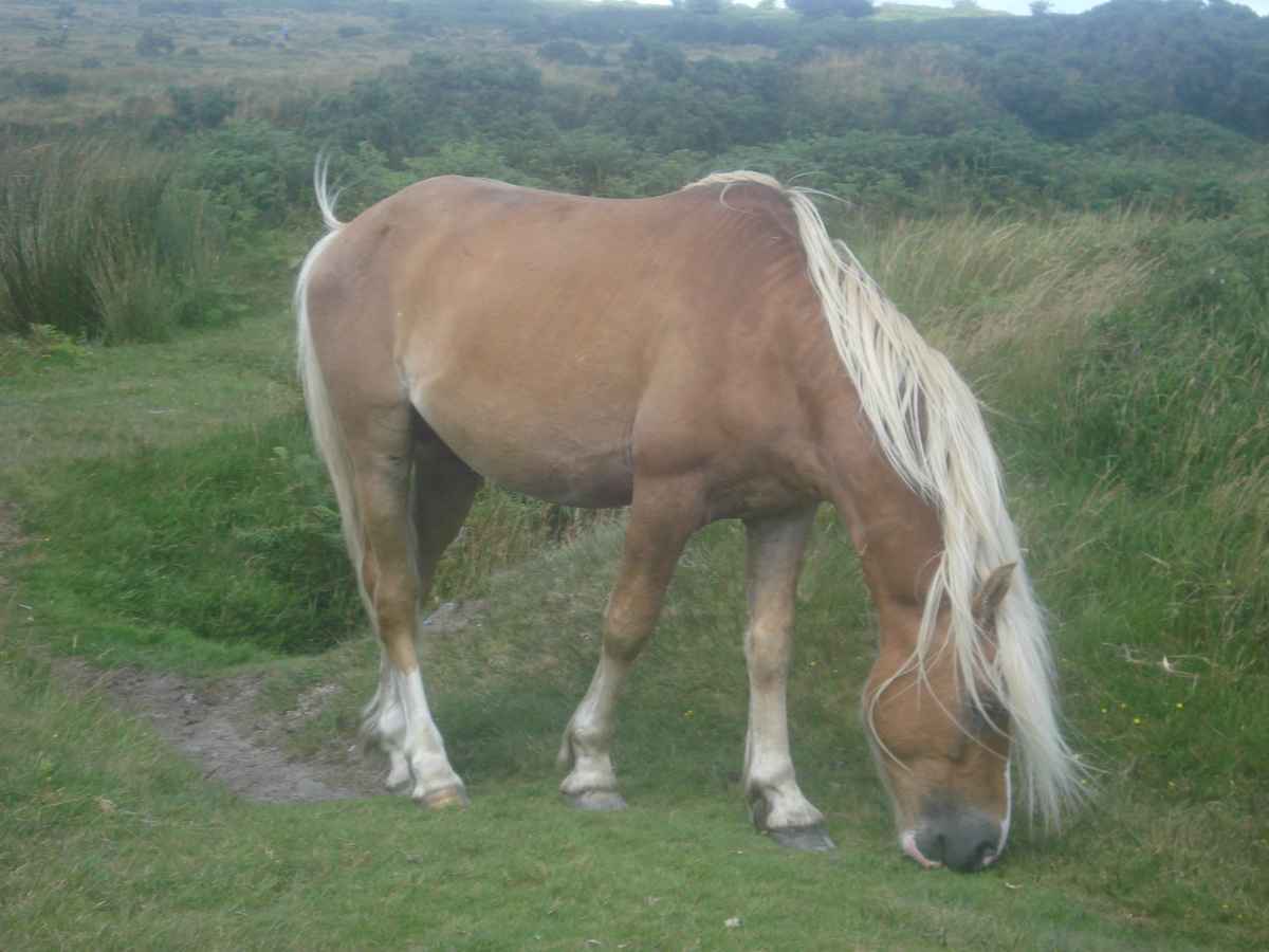 Haflinger