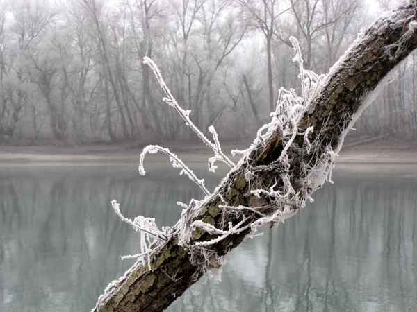 Wunderschön überzuckert mit Raureif