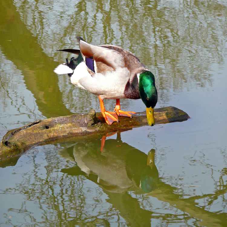 Soll ich - soll ich nicht?