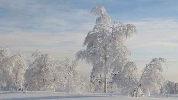 Birken in Raureif und Schnee 2