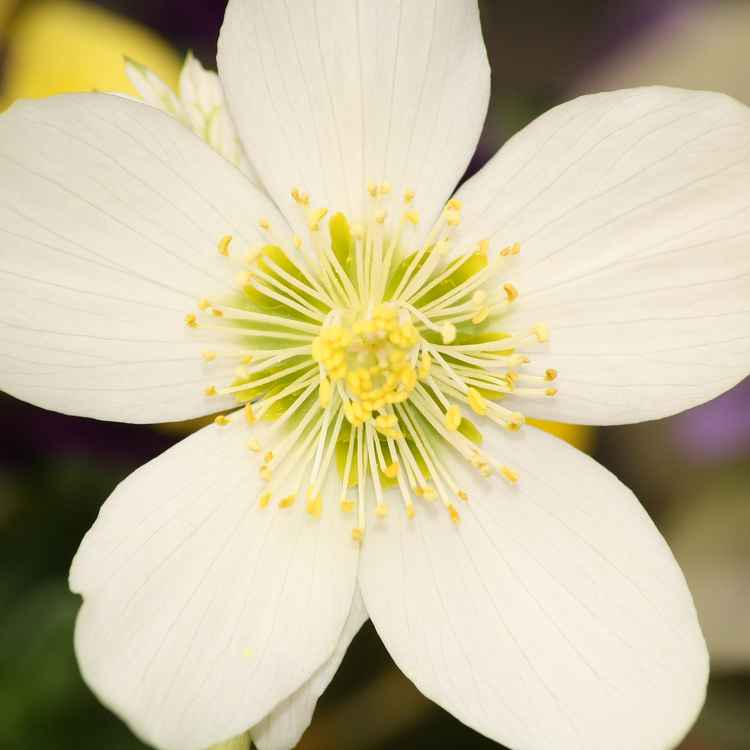 Weiße Blume
