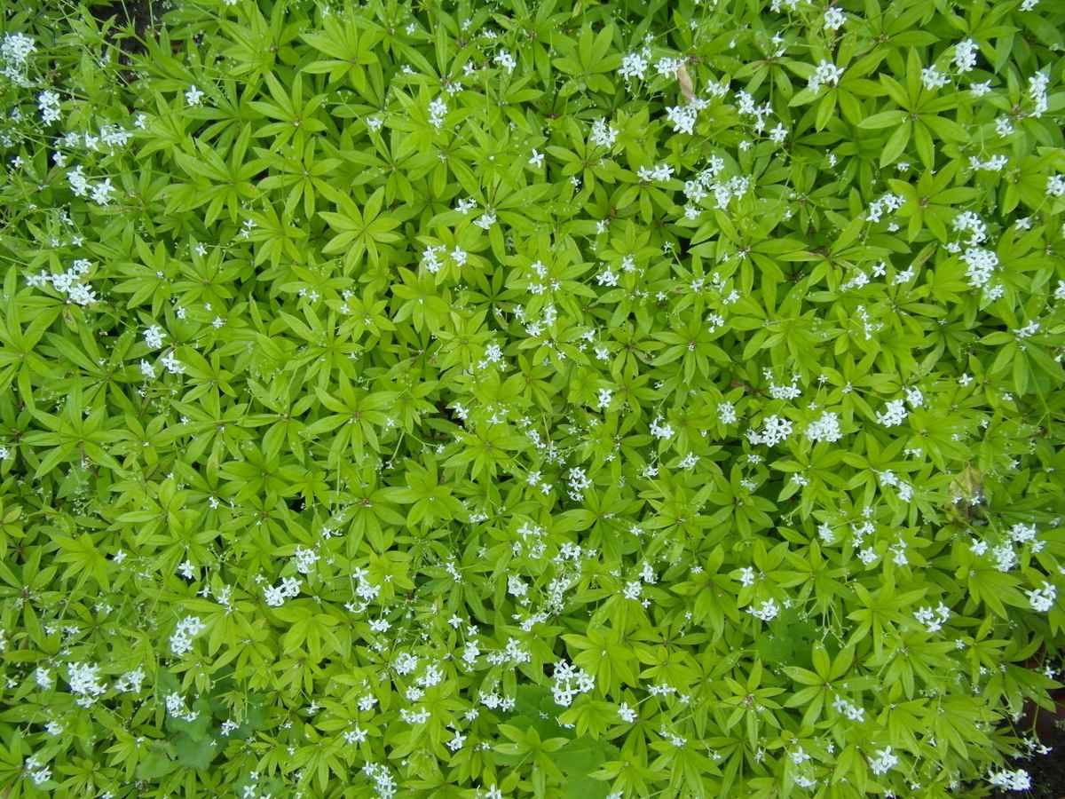 Waldmeister in voller Blüte