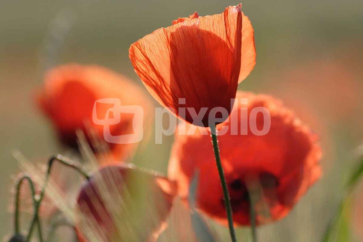 Sonnenmohn