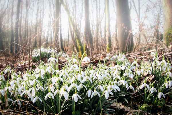 Frühling im Nebelwald