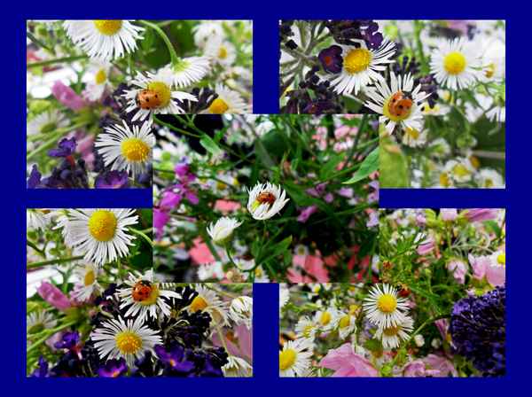 Ein bunter Mix