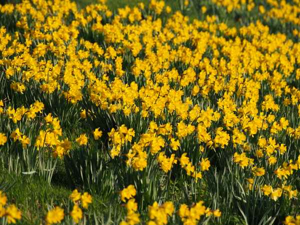 frühling