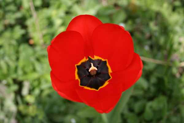 Rote Tulpen