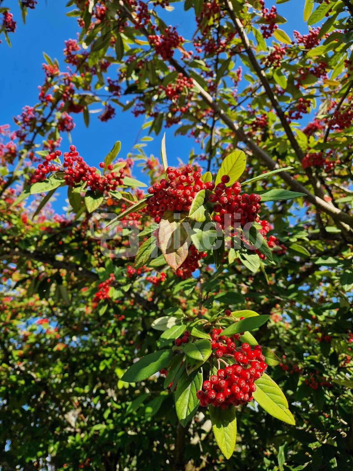 Vogelbeere im Herbst