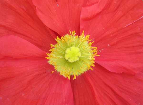 Rot - gelb