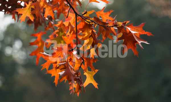 Herbstlaub