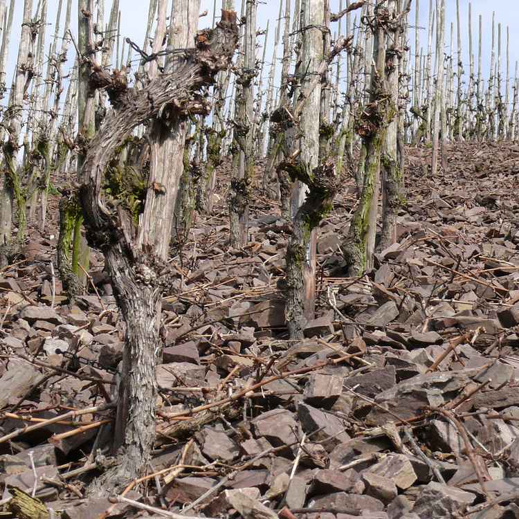 Blick in einen Weinberg