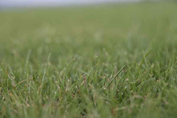 Rasen