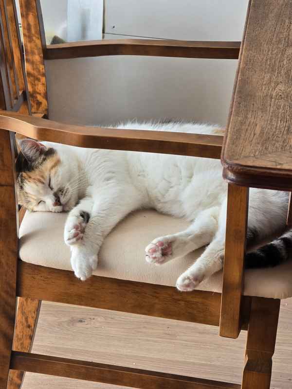 lazy katze