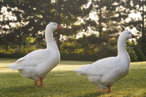  Gustav und Gerlinde Gans