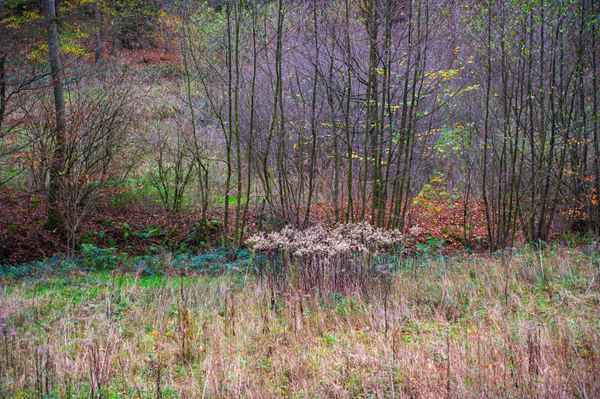 Herbstwald 1