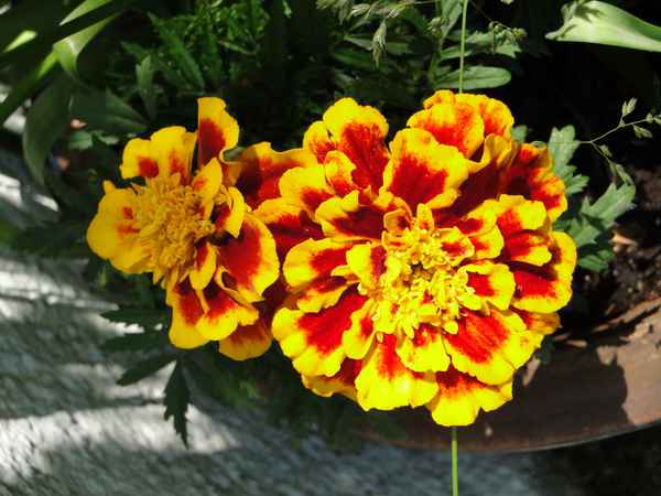 Tagetes