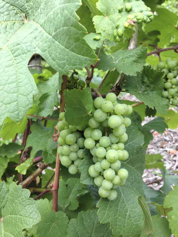 Grüne Weintrauben an einer Weinrebe