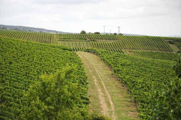 Weinberg im Rheingau