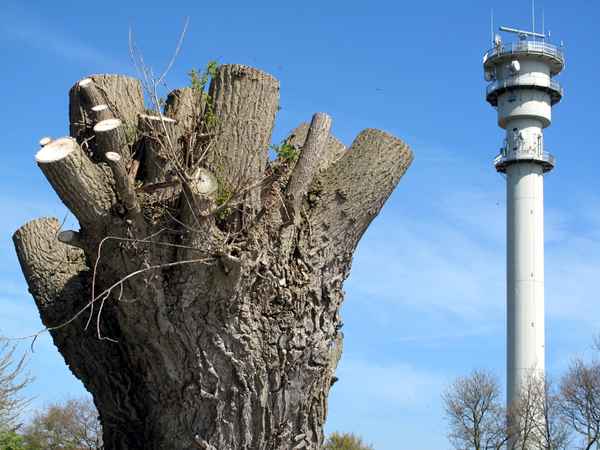 Baumstumpf stark beschnitten