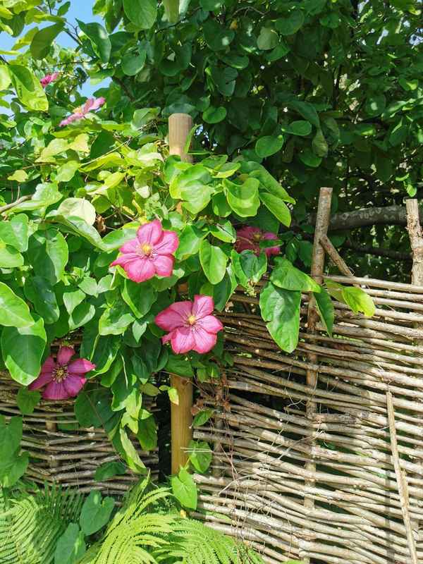 Clematis am Naturzaun
