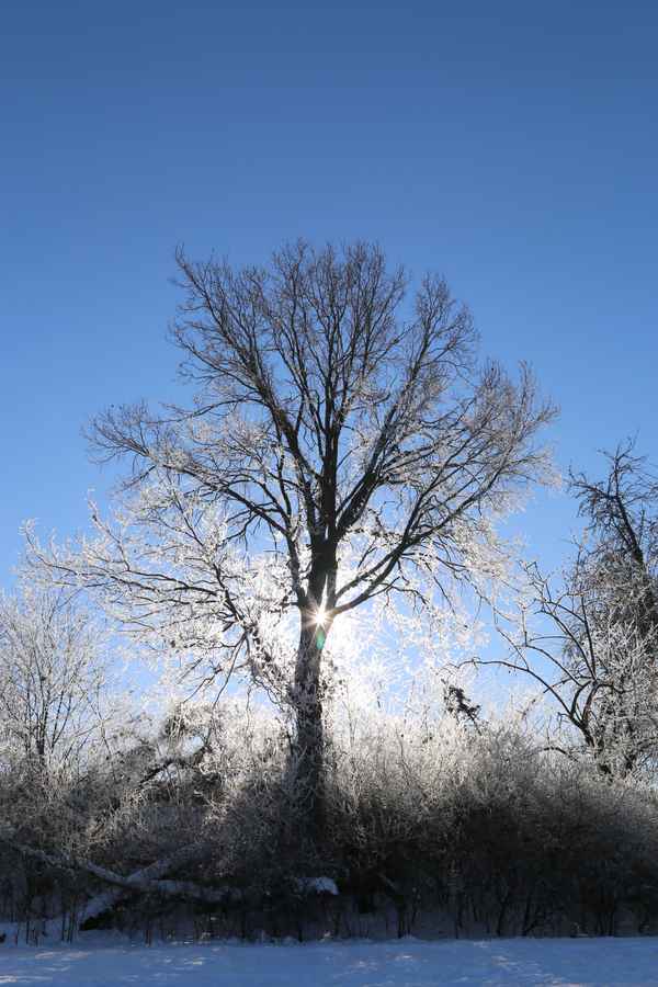 Baum in der Winterlandschaft