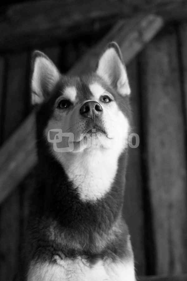 Husky