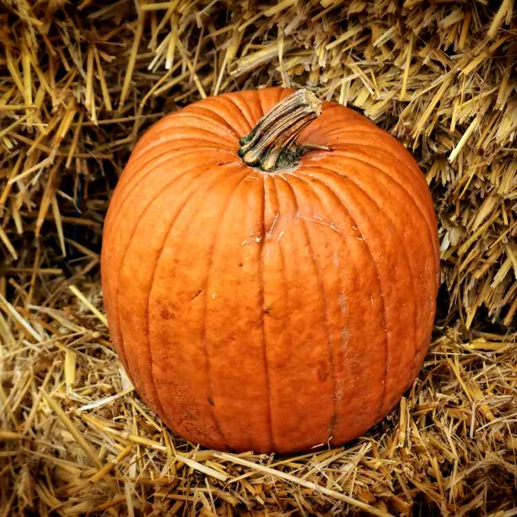 Herbstzeit II