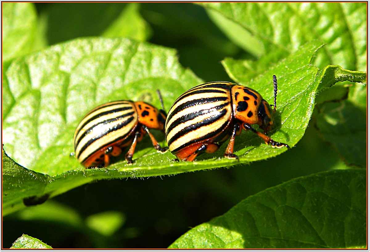 Hannemann geh du voran, du hast die größten Stiefel an.