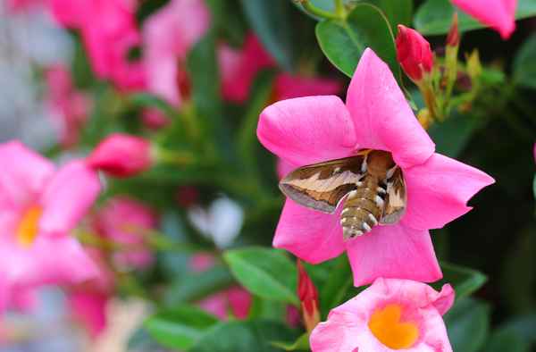 Ein bunter Schwärmer 02
