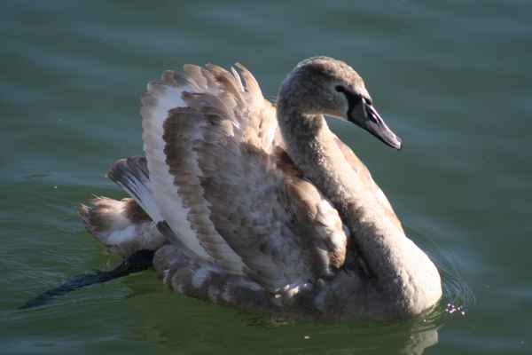 Jungschwan