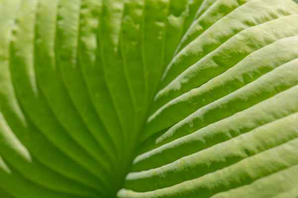 Blattstruktur in Licht und Schatten