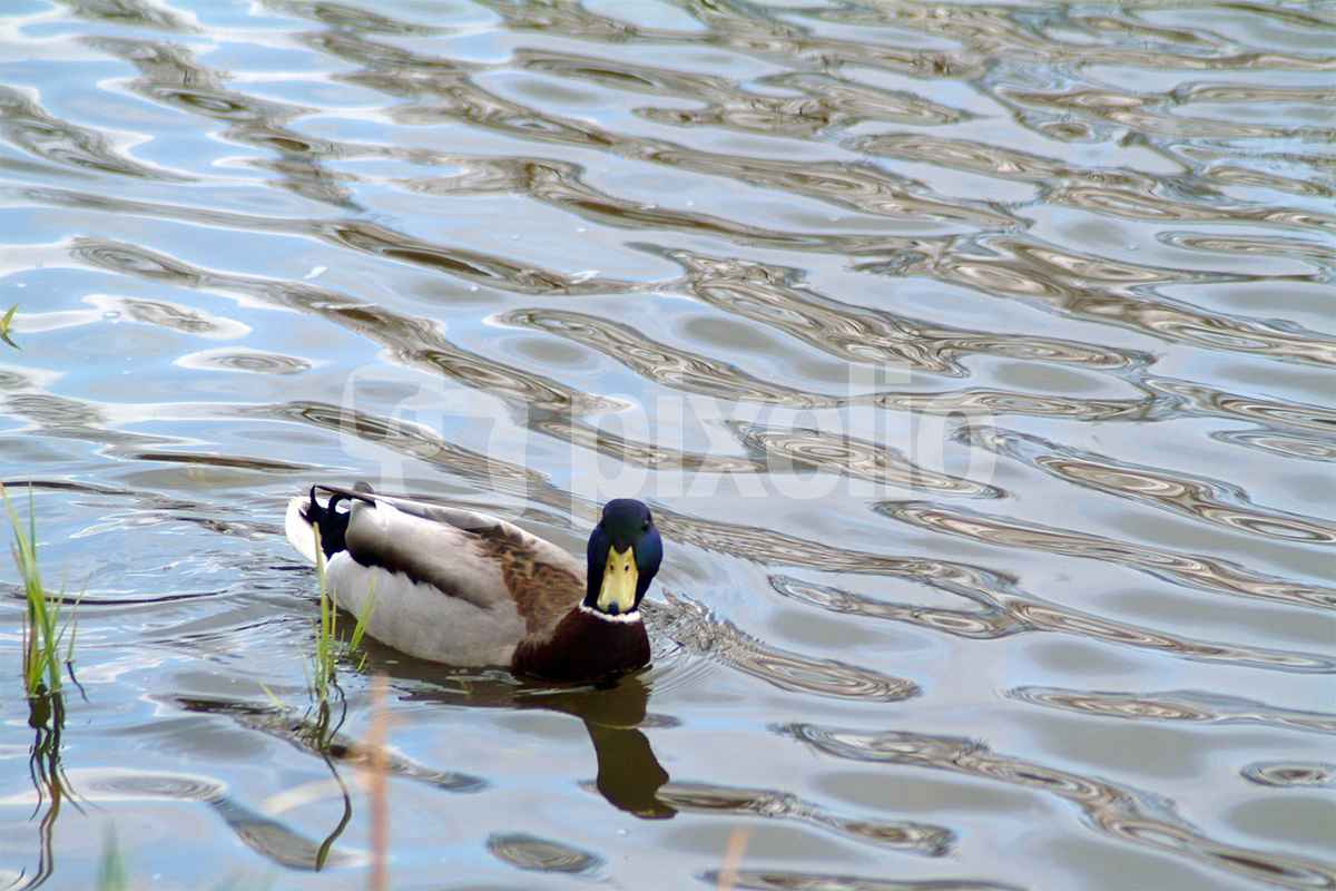 Ente im Wasser
