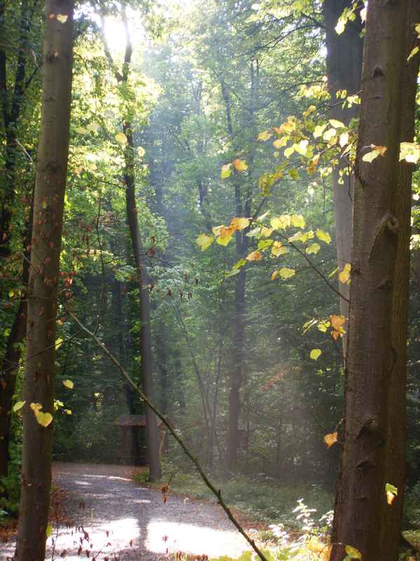 Waldspaziergang