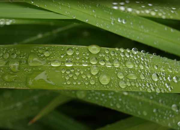 Regentropfen auf grünen Halmen