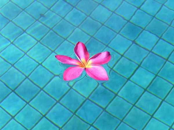 Blüte im Wasser