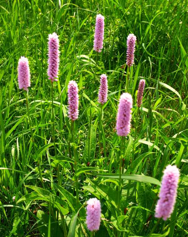 Schlangen-Wiesenknöterich