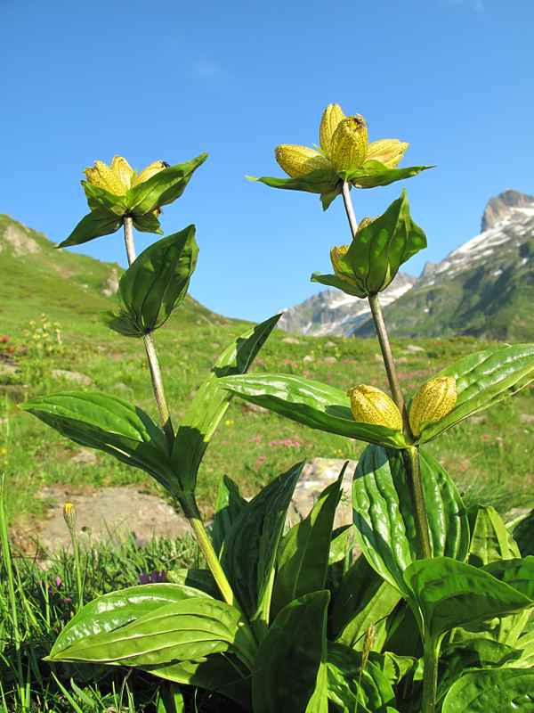 Eher selten: Tüpfelenzian