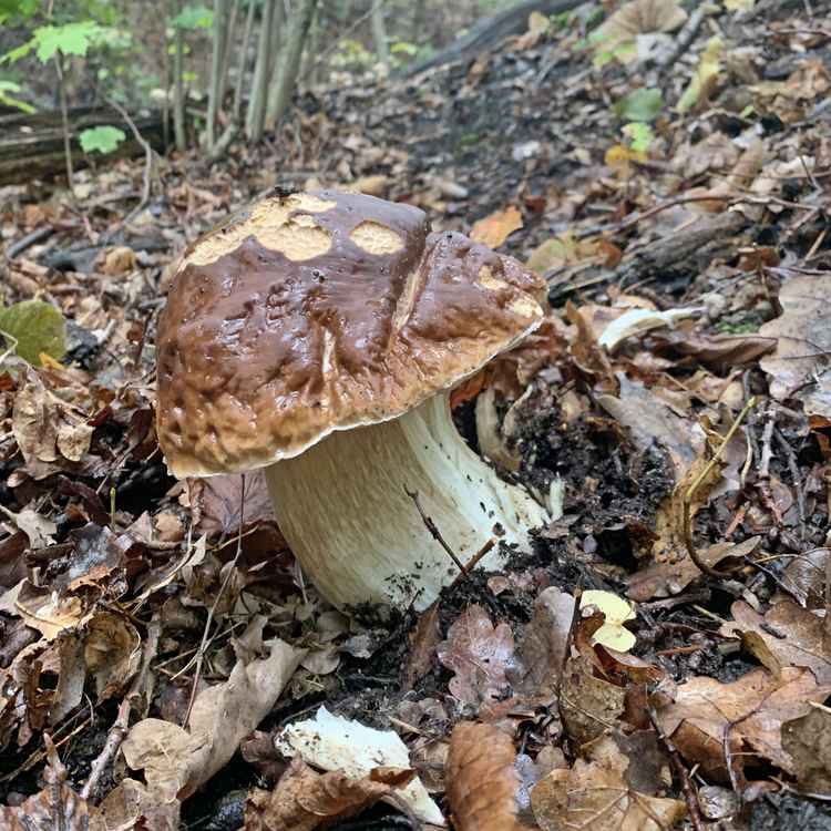 Steinpilz
