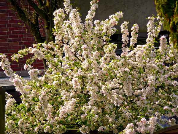 Kirschbaum in voller Blüte