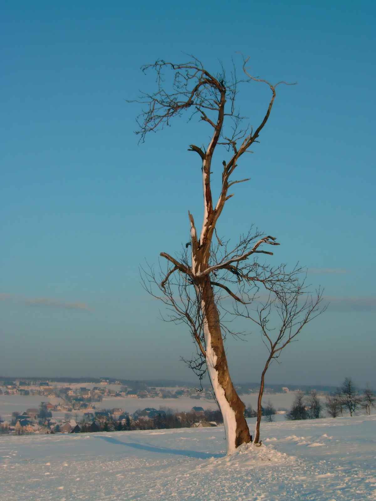 Eisbaum