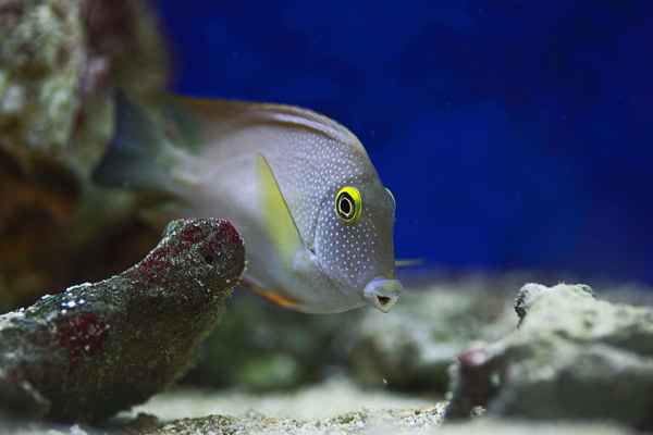 Augenfleck-Doktorfisch