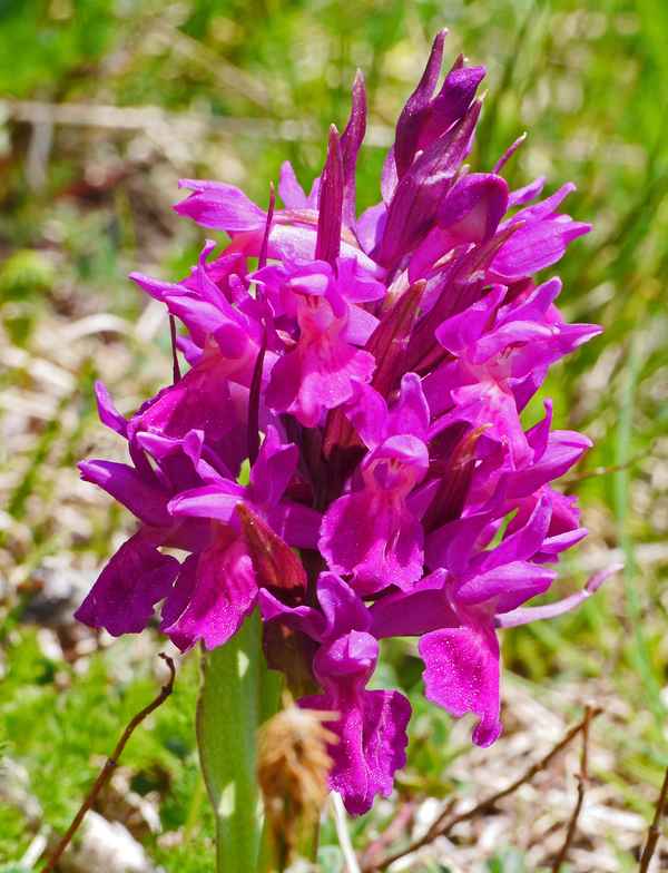 Bergblüten