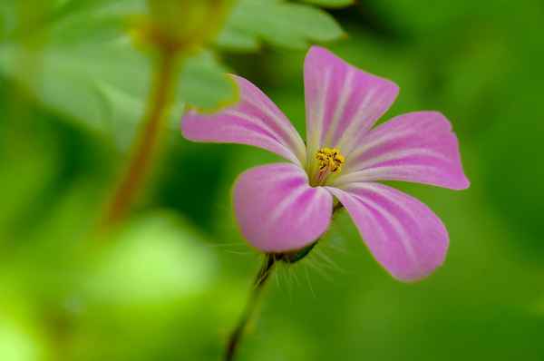 kleiner Storchschnabel ganz groß