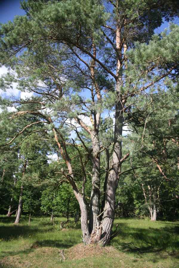 Ein schöner Baum